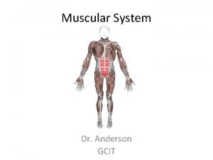 Muscular System Dr Anderson GCIT Function Muscle is