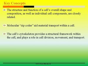 Smallest cytoskeletal elements