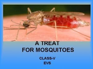 A TREAT FOR MOSQUITOES CLASSV EVS MOSQUITOES CULEX