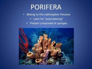 Parazoa porifera