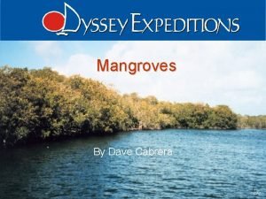 Mangroves By Dave Cabrera Odyssey Expeditions Mangroves 1