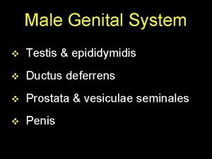 Male Genital System v Testis epididymidis v Ductus