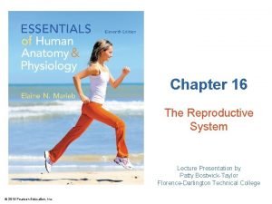 Anatomy of the human ovary