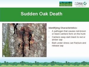 Sudden Oak Death Identifying Characteristics A pathogen that