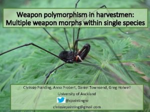 Weapon polymorphism in harvestmen Multiple weapon morphs within