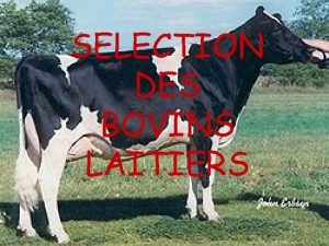 SELECTION DES BOVINS LAITIERS INFORMATIONS DISPONIBLES POUR CHOISIR