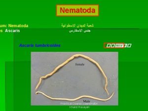 Nematoda um Nematoda us Ascaris Ascaris lumbricoides Practical