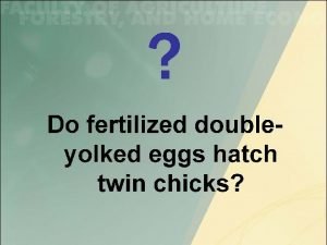 Fertilized double yolk egg