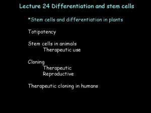 Lecture 24 Differentiation and stem cells Stem cells