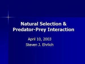Natural Selection PredatorPrey Interaction April 10 2003 Steven