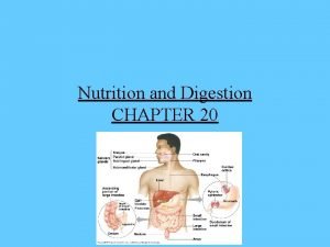 Intracellular digestion