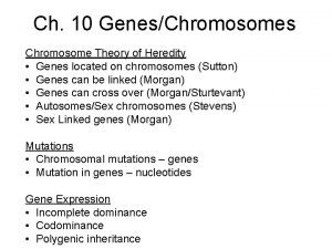 Ch 10 GenesChromosomes Chromosome Theory of Heredity Genes