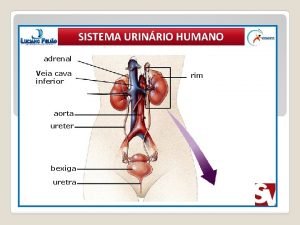 Veia cava inferior e adrenais