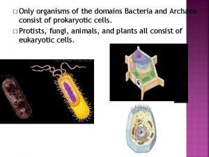 Domains bacteria