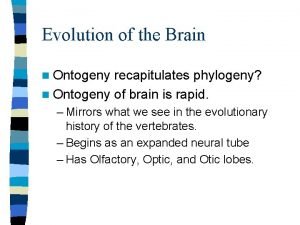 Evolution of the Brain n Ontogeny recapitulates phylogeny