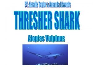 Thresher sharks facts