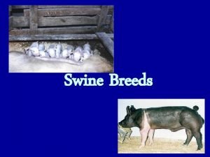 Swine Breeds Breeds Terminal Muscling Leanness Rapid growth