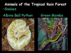 Animals of the Tropical Rain Forest Snakes Albino