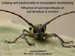 Soil biodiversity