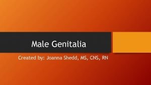 Male Genitalia Created by Joanna Shedd MS CNS