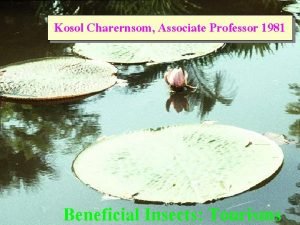 Kosol Charernsom Associate Professor 1981 Beneficial Insects Tourisms