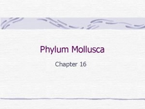 Phylum Mollusca Chapter 16 Molluscs True coelomate animals