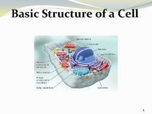 Basic Structure of a Cell 1 Prokaryotic Cell