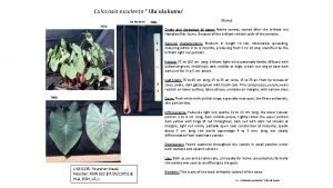 Colocasia esculenta Ulaula kumu Lisa Raymond 3679 3681