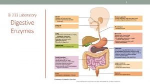 1 BI 233 Laboratory Digestive Enzymes 2 Overview