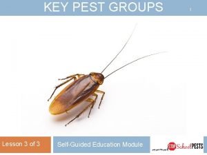 KEY PEST GROUPS Lesson 3 of 3 SelfGuided