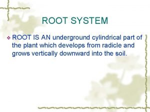 ROOT SYSTEM v ROOT IS AN underground cylindrical
