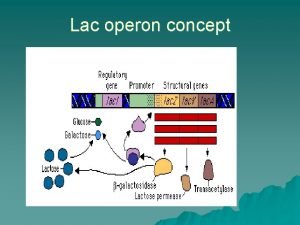 Lac operon concept An operon is a cluster