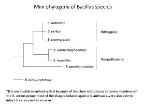 Mini phylogeny of Bacillus species It is worthwhile