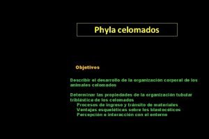 Phyla celomados Objetivos Describir el desarrollo de la