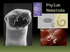 Caracteristicas del phylum nematoda