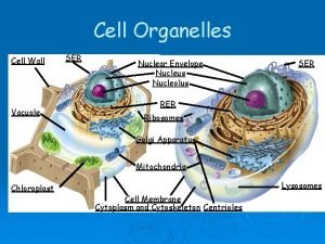 Cell Organelles Cell Wall Vacuole SER Nuclear Envelope