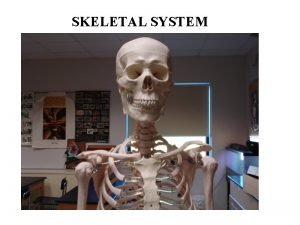 SKELETAL SYSTEM Functions of the Skeletal System Bones