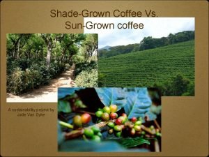 Shade grown coffee vs sun grown Shade grown coffee vs sun grown