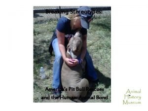 Breaking Stereotypes Americas Pit Bull Rescues and the