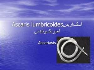 Ascaris lumbricoides Ascariasis Synonym Large round worm of