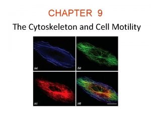 Structure and function of cytoskeleton