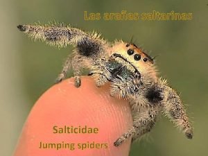 Las araas saltarinas Salticidae Jumping spiders Las araas