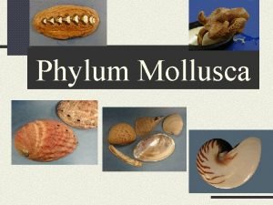 Phylum Mollusca Phylum Mollusca mollis soft Body usually