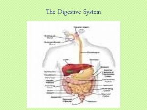 Digestion in the mouth diagram Digestion in the mouth diagram