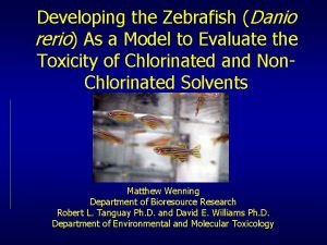 Developing the Zebrafish Danio rerio As a Model