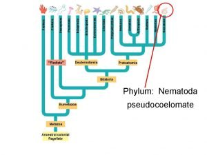 Protostomia