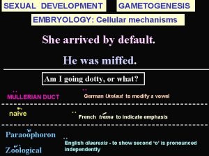 Whats gametogenesis