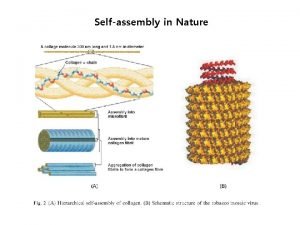 Selfassembly in Nature Nano Selfassembly of amphiphilic molecules