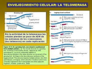 Envejecimiento celular telomeros