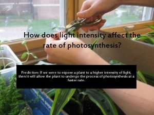 How does light intensity affect the rate of